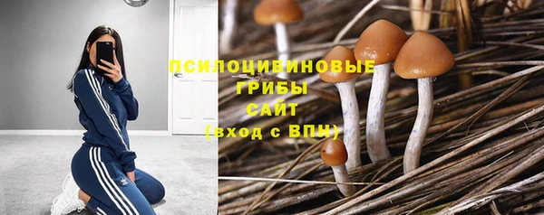 стаф Аркадак